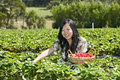 Sunny Ridge Strawberry Farm image 6