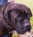 Swanbrook Bullmastiffs image 5