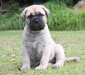 Swanbrook Bullmastiffs image 1