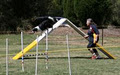 Tasmanian Dog Training Club image 4