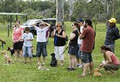 Teamwork Dog Obedience image 3