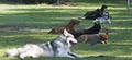 Teamwork Dog Obedience image 4