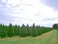 The Christmas Tree Farm image 4