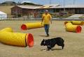 The Warrnambool Dog Training School image 2