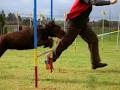 The Warrnambool Dog Training School image 3