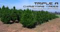 Triple A Christmas Tree Farm image 2