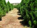 Triple A Christmas Tree Farm image 3