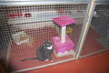 Warragul Boarding Cattery image 6