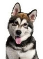 We Love Pet Sitting image 1