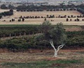 Winery, Charles Sturt University image 2