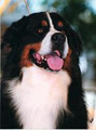 ZEIGEN BERNESE MOUNTAIN DOGS image 2