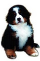 ZEIGEN BERNESE MOUNTAIN DOGS logo