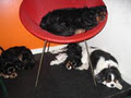 diggiddy doggy daycare image 6