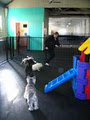 diggiddy doggy daycare image 1