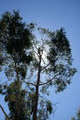 ARBOR FOCUS image 1