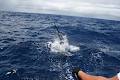 Ambition Fishing Charters image 4