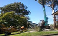 Argonauts Tree & Timber Service image 2