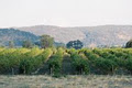 Auldstone Cellars image 5