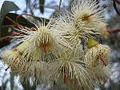 Australian Native Farm Forestry image 2