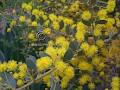 Australian Native Farm Forestry image 3