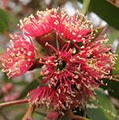 Australian Native Farm Forestry logo