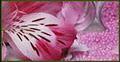 Birchgrove Nursery and garden center logo