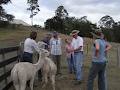 Birrong Suri Alpacas image 2