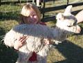 Birrong Suri Alpacas image 3