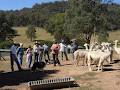 Birrong Suri Alpacas image 5