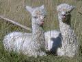 Birrong Suri Alpacas image 6