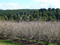 Blueberry Fields logo