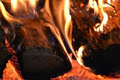 Brisbane & Gold Coast Firewood image 1