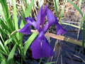 Carroll's Country Gardens Nursery image 3