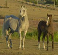 Comanche Lodge image 2