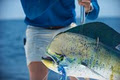 Deep Sea Fishing Charters Gold Coast image 3