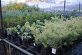 Eastern Forest Nursery image 2