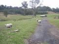 Fairfield City Farm image 5