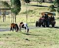 Fairfield City Farm image 1