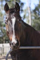 Forest Lake Riding School image 2