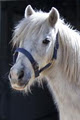 Forest Lake Riding School image 3