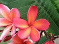 Frangipani Grove image 2