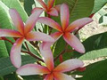 Frangipani Grove image 3