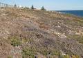 Friends of North Ocean Reef - Iluka Foreshore image 4