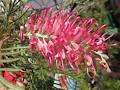 Grevillea Nursery image 1