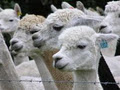 Illawarra Alpaca Stud image 6