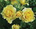 Knights Roses logo