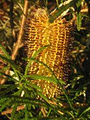 Maryknoll Indigenous Plant Nursery logo