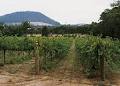 Mount Buninyong Winery image 2