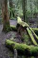 Mount Field National Park image 3