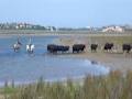 Mundoo Island & Coorong Tours image 2